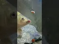 Download Lagu Cara ikan mas makan umpan di dalam air...!!!