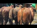 Lagu 19 juta !! Sapi Potong Harga Murah !! Sepi Pembeli !! Pasar Sapi Tuban 