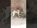 Download Lagu Hunting dogs in Pakistan|Wildlife| soor hunting #short #Tiktok