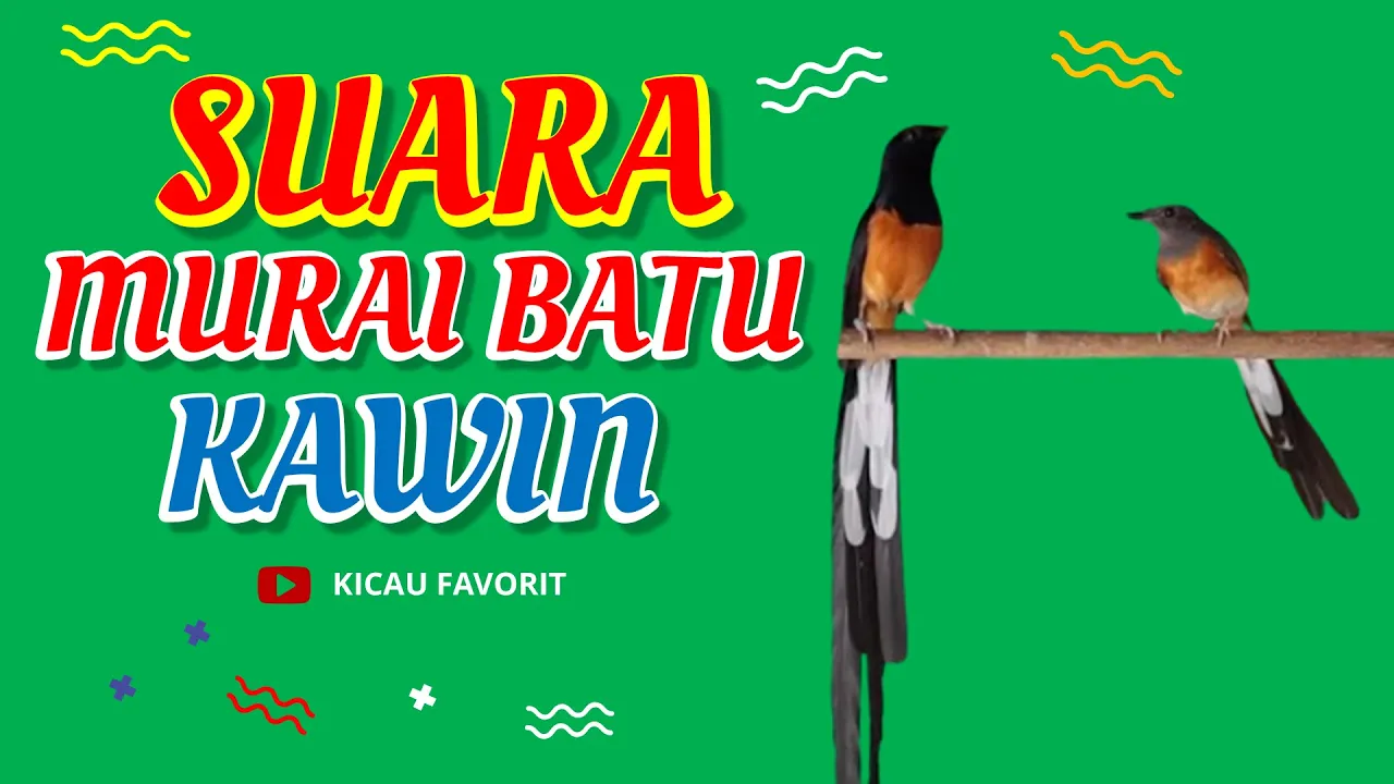 
          
          
          
            
            Blur 55 Suara Murai Batu Kawin Mp3 - Kicau Favorit
          
        . 