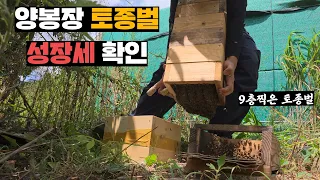 전선 드럼에 사는 토종벌 점검용 문 만들어주고 내시경 카메라로 전체 토종벌 확인하기