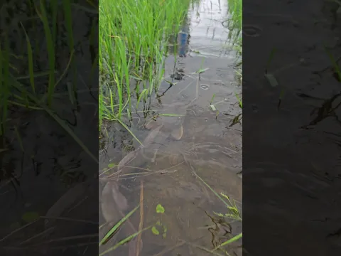 Massive Giant Fish in the Wild! | Amazing Nature Fishing #Shorts