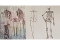 Human Body Skeleton - Anatomy Master Class