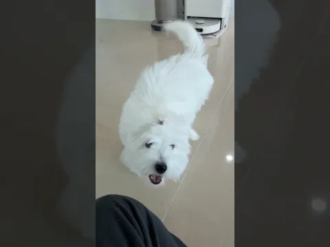 예쁘게 불러야 오는 강아지 , 꼬똥 드 툴레아 브이로그