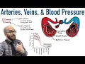 Arteries Veins and Blood Pressure