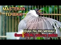 Download Lagu MASTERAN TERBAIK Kutilang Gacor Full Isian MEWAH dengan irama lagu volume pedas bikin Kutilang Ribut