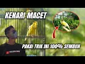 Download Lagu CARA PALING AMPUH ATASI KENARI MACET‼️