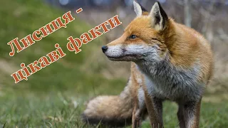 Лисиця цікаві факти про хитрого і красивого звіра Чи все ви знаєте про лисиць 