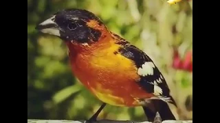 صفي الله   من اروع الاناشيد التي سمعتها دندنها