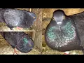 Download Lagu Male Pigeon Calling Female Pigeon | Pigeon Crying Cooing Sound | Black Pigeon