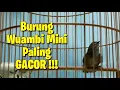 Wambi Mini Paling Gacor Tiada Yang Lain