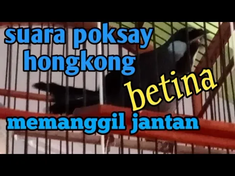 Download MP3 suara poksay Hongkong betina memanggil  jantan sangat ampuh