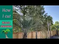 Download Lagu Cutting Pindo Palm Fronds