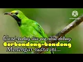 Download Lagu SUARA PIKAT BURUNG CUCAK RANTING