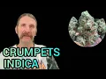 Crumpets Indica Weed Review