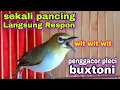 Download Lagu Pancingan Pleci Biar Ngalas Wit Wit Lebih Ngotot