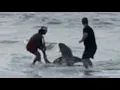 2024 NSBSHARKHUNTERS Lemon Shark