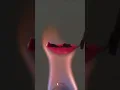 Download Lagu fireflies experiment using chemical#experiment#scienceexperiment#scienceproject#science#tiktok