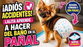 Como ENSEÑAR a tu perro como hacer del baño en el pañal!! 🐶