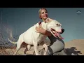 The Only Dog That Hunts Pumas - Meet the Argentinian Dogo