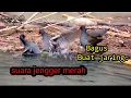 Download Lagu Suara burung mandar batu.tunggal part 2 #jebak #suara #pikatanburung #burung