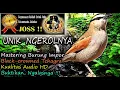 Download Lagu Masteran Burung Luar Negeri Suara Unik Hutan HD AUDIO - Black-crowned Tchagra (Tchagra senegala)