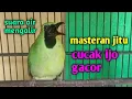 Download Lagu masteran cucak ijo gacor plus suara air mengalir.