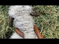 How to use a shepherds staff