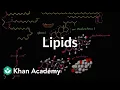 Lipid overview Macromolecules Biology Khan Academy