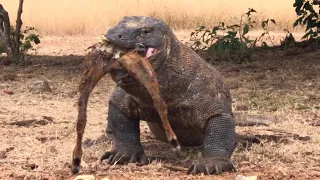 VIRAL 🔥 KOMODO VS WILD GOAT 
