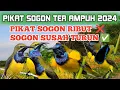 Download Lagu PIKAT BURUNG SOGON YANG SUSAH TURUN ATAU SERING DI PIKAT MP3