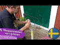 Download Lagu Wespennesten en meer in Zweden | Kinderen in het buitenland | Scoutingkamp | Vakantiehuis beheer