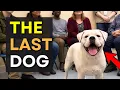 We Let Dogs Pick Their Families on Adoption Day And THIS Happened