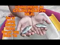 Download Lagu Cara Memilih Indukan Nila-BUDIDAYA IKAN NILA ||#budidayaikannila #bioflok #tutorial