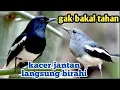 Download Lagu Pancingan ganas ,kacer betina memanggil jantan, langsung nyaut