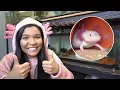 do AXOLOTLS make good pets