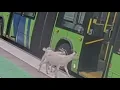 Owner of goats who boarded TriMet bus speaks