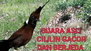 cililin gacor tembakan panjang dan berjeda