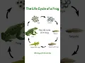 The Life Cycle of a Frog From Egg to Adult
