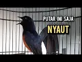 Download Lagu murai batu gacor AMPUH buat PANCINGAN murai batu agar bunyi JADIKAN burung murai gacor NYAUT