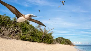 Tropical Island Relaxing video ASMR | Ocean Waves, Seabirds & Untouched Nature Sounds
