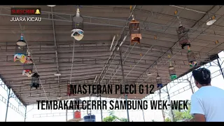 Download Masteran G12 pleci nembak CERRR sambung WEK-WEK materi kekinian!!! MP3