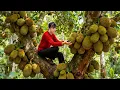 Harvesting Massive Jackfruit Trees Loaded With Fruit - Giant Jackfruit to Market \u0026 Cooking