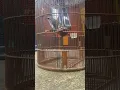 burung trucukan suara isian muray batu