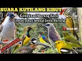 Download Lagu Suara Burung Kutilang Ribut || Untuk Pikat Semua Jenis burung.Mp3