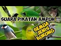 Download Lagu Mp3 Suara pikat untuk semua jenis burung | Suara burung untuk memikat semua jenis burung kecil