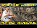 Download Lagu BAWA PULANG BURUNG HANTU KECIL DARI ALAM YANG TIBA-TIBA MUNCUL PAS LAGI NGEJARING BURUNG!