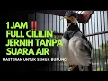 Download Lagu FULL ISIAN CILILIN MUDAH DI TIRU SEMUA BURUNG SUARA JERNIH POLL‼️