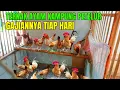Download Lagu Gaji Harian 100 Ribu Dari Beternak Ayam Kampung Petelur 100 Ekor, Usaha Sampingan Di Sebelah Rumah