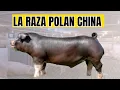 Poland China pig breed and its productive and reproductive characteristics